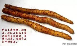 终极鉴定师